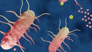 Bacteria