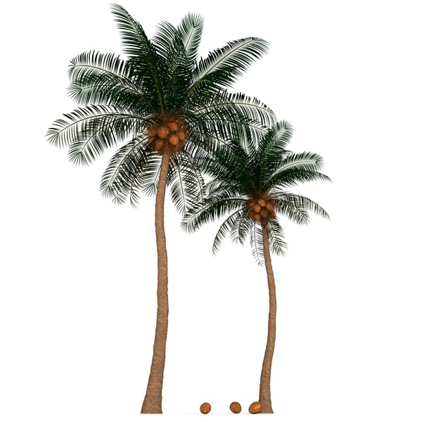 max palm tree