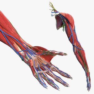 male arm anatomy 3D model