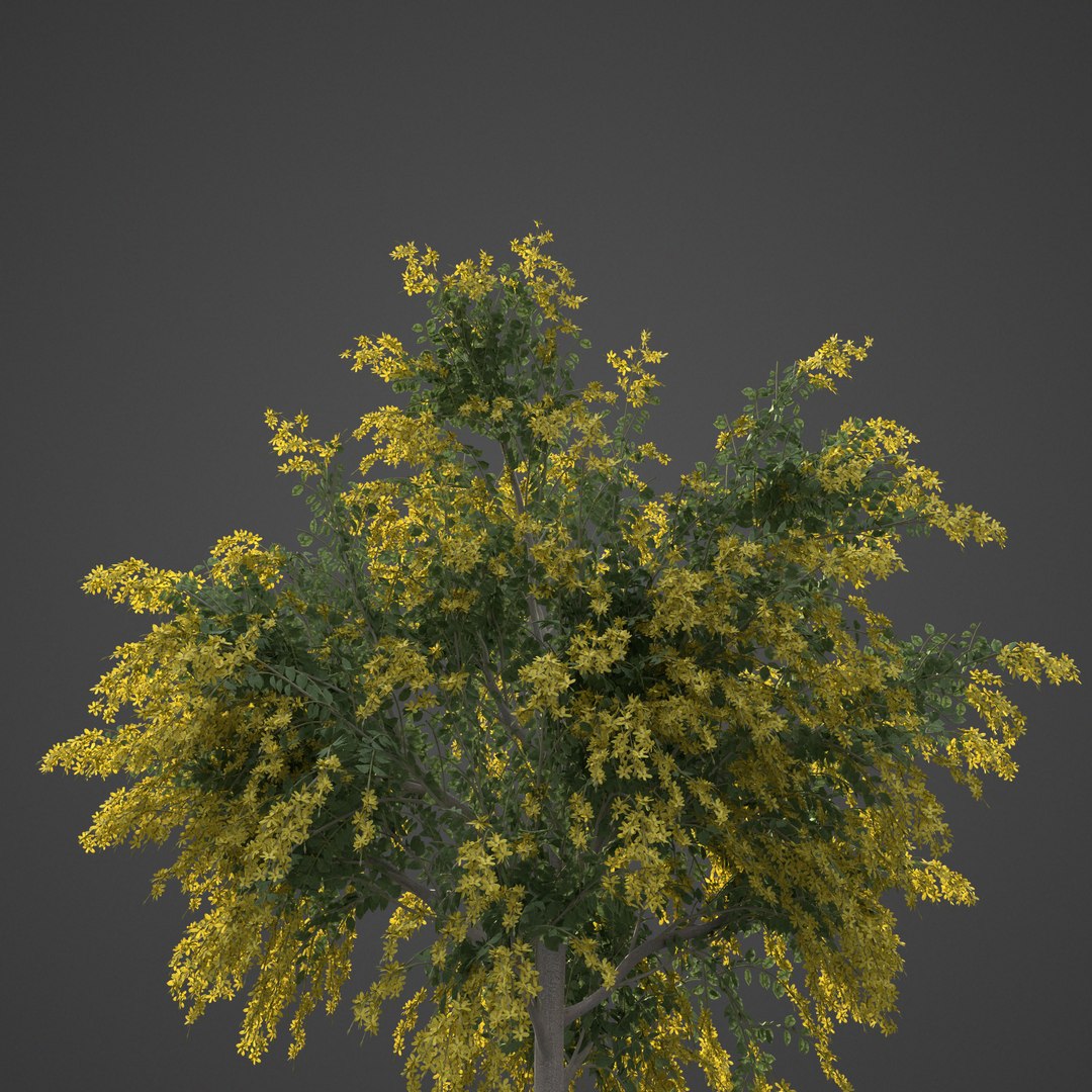 3D tree nature model https://p.turbosquid.com/ts-thumb/mw/Fzx3WS/1I/as04_backlit/jpg/1610999453/1920x1080/fit_q87/a4723f9a93a938fc1cb3803884766260716dd0aa/as04_backlit.jpg