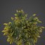 2021 PBR Golden Shower Tree Collection Cassia Fistula