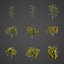 2021 PBR Golden Shower Tree Collection Cassia Fistula
