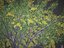 2021 PBR Golden Shower Tree Collection Cassia Fistula