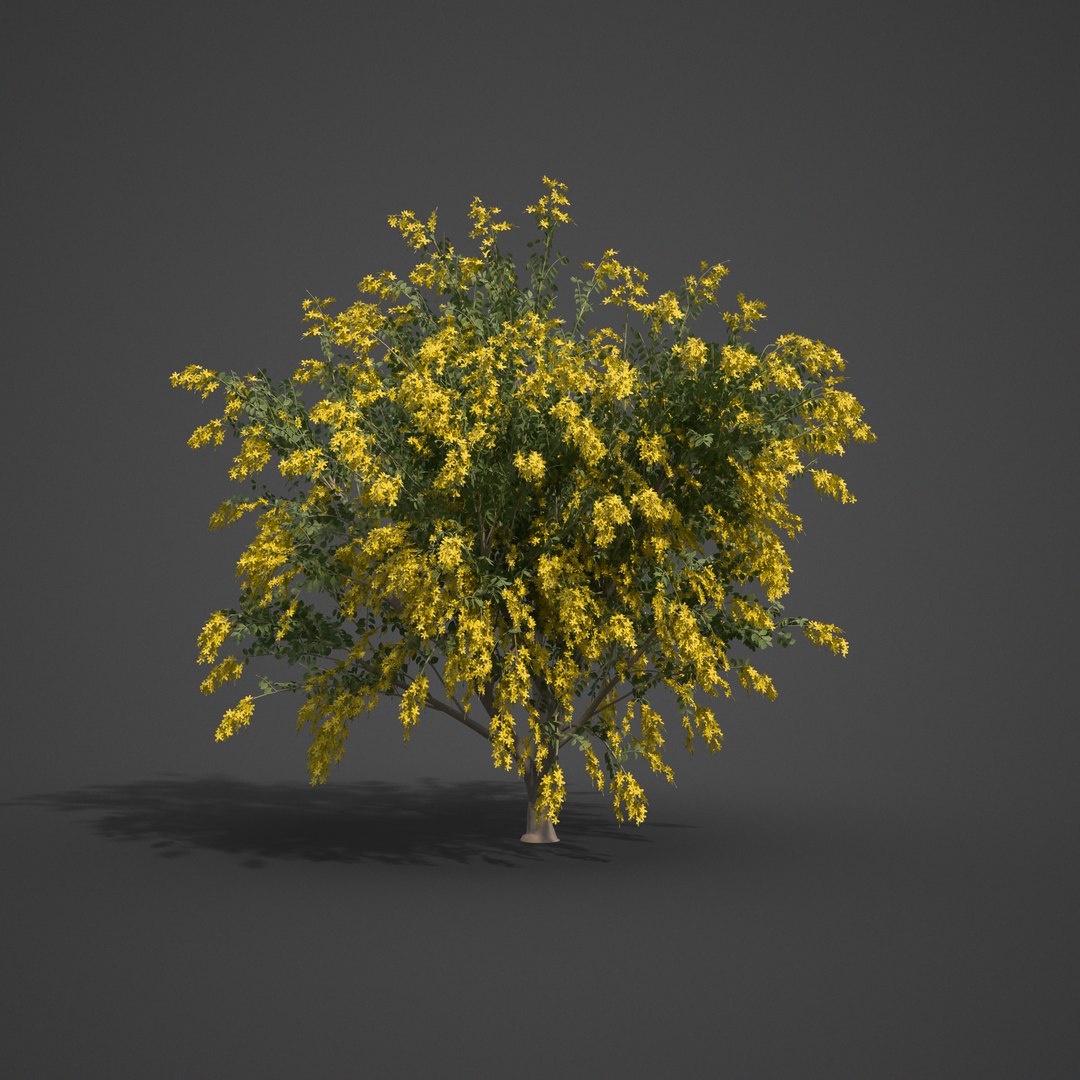 3D tree nature model https://p.turbosquid.com/ts-thumb/mw/Fzx3WS/GK/as04_08/png/1610999452/1920x1080/fit_q87/904a73092120581b1109cc4c3dc30880b946b1d9/as04_08.jpg