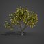 2021 PBR Golden Shower Tree Collection Cassia Fistula