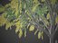 2021 PBR Golden Shower Tree Collection Cassia Fistula