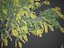 2021 PBR Golden Shower Tree Collection Cassia Fistula