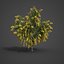 2021 PBR Golden Shower Tree Collection Cassia Fistula