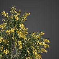 2021 PBR Golden Shower Tree Collection Cassia Fistula