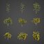 2021 PBR Golden Shower Tree Collection Cassia Fistula