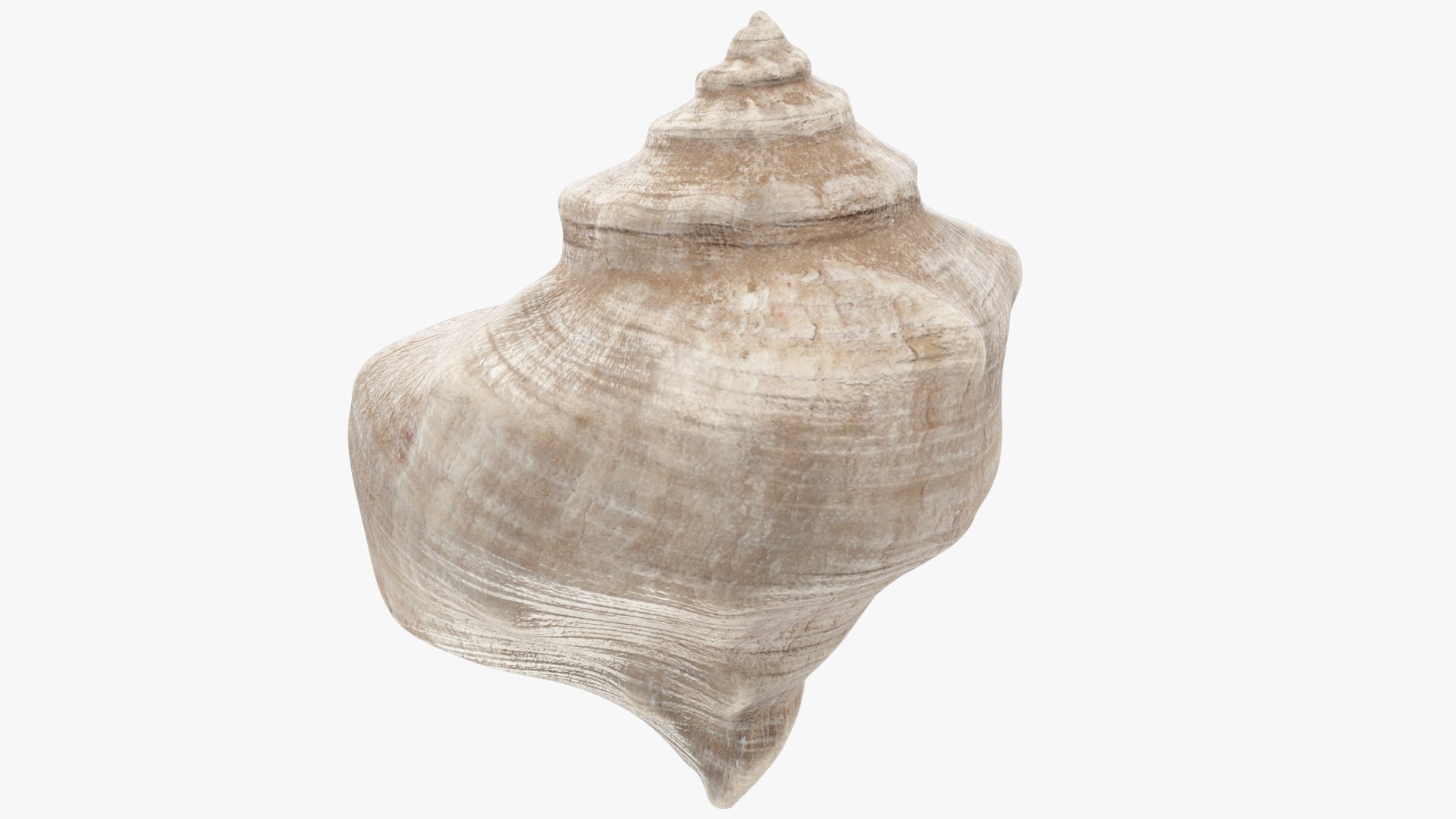 3D Seashell Real Model - TurboSquid 1628628