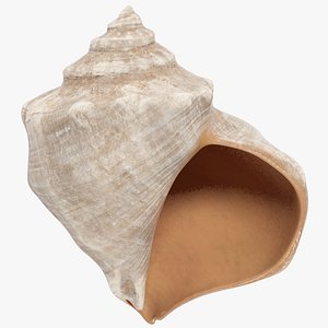 Seashell V13