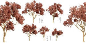 Collection plant vol 583 - Eucalyptus - Leucoxylon - tree - blender 3D model