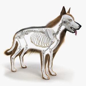 german shepherd skin skeleton 3D