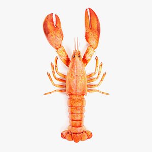 3D cooked lobster