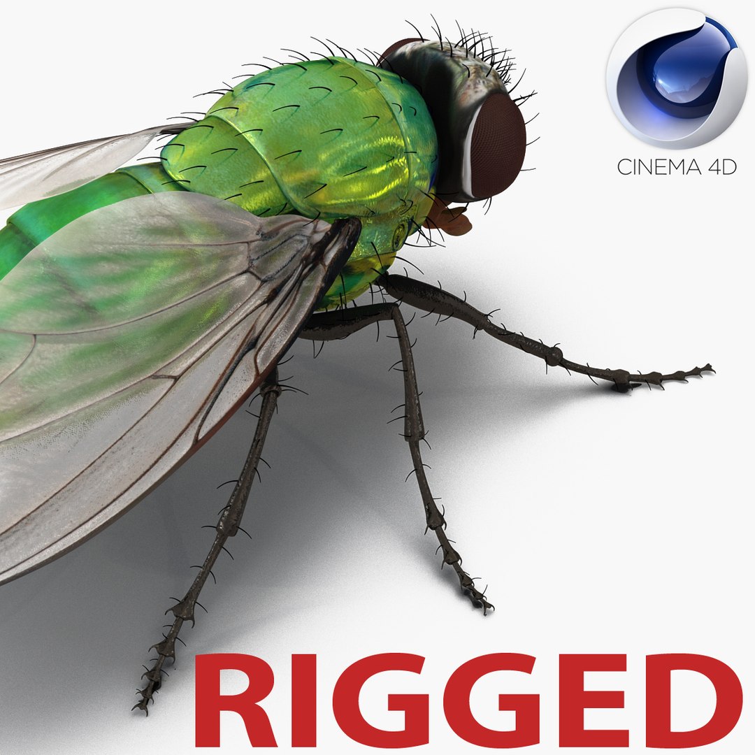 Green Bottle Fly Rigged for Cinema 4D 3D Model 3D model preview