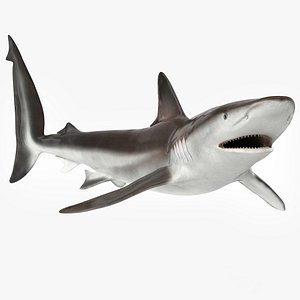 Realistic Whaler Shark Rigged for Maya
