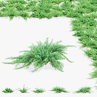 Juniperus squamata bushes