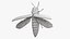 Emerald Ash Borer