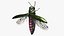 Emerald Ash Borer