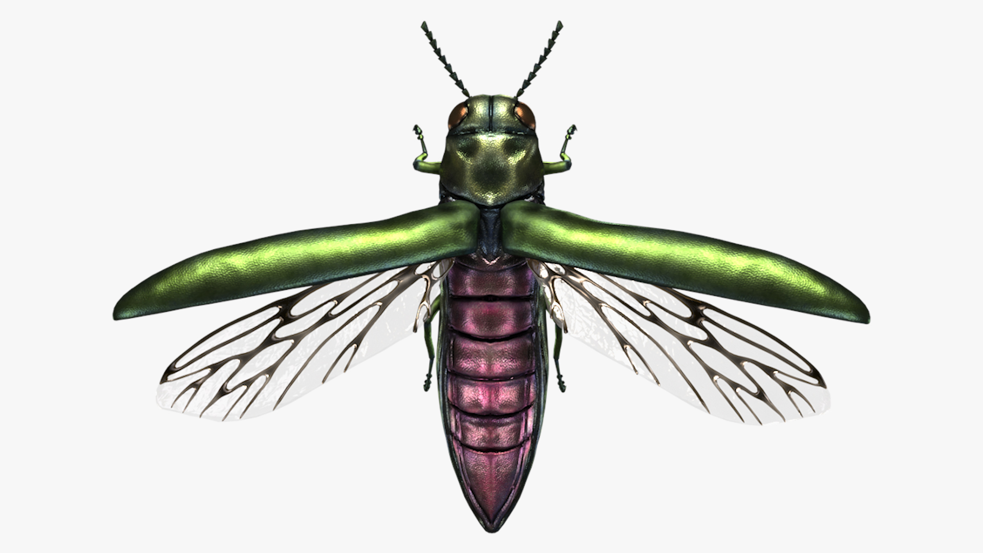 Emerald Ash Borer 3D model https://p.turbosquid.com/ts-thumb/mx/74KVJp/3L/turbosquid_hd/jpg/1654444529/1920x1080/turn_fit_q99/44681dc121041ec37c4e783ce26491212e803781/turbosquid_hd-1.jpg