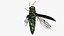Emerald Ash Borer