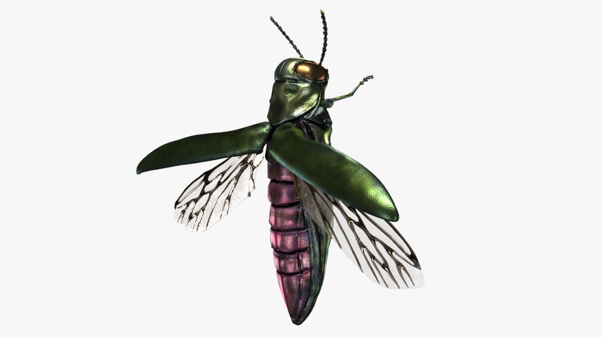 Emerald Ash Borer 3D model https://p.turbosquid.com/ts-thumb/mx/74KVJp/3u/turbosquid_hd31/jpg/1654445709/1920x1080/fit_q87/fa586d2515133db481b19ebd84d2419de7681bab/turbosquid_hd31.jpg