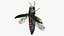 Emerald Ash Borer