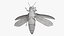 Emerald Ash Borer