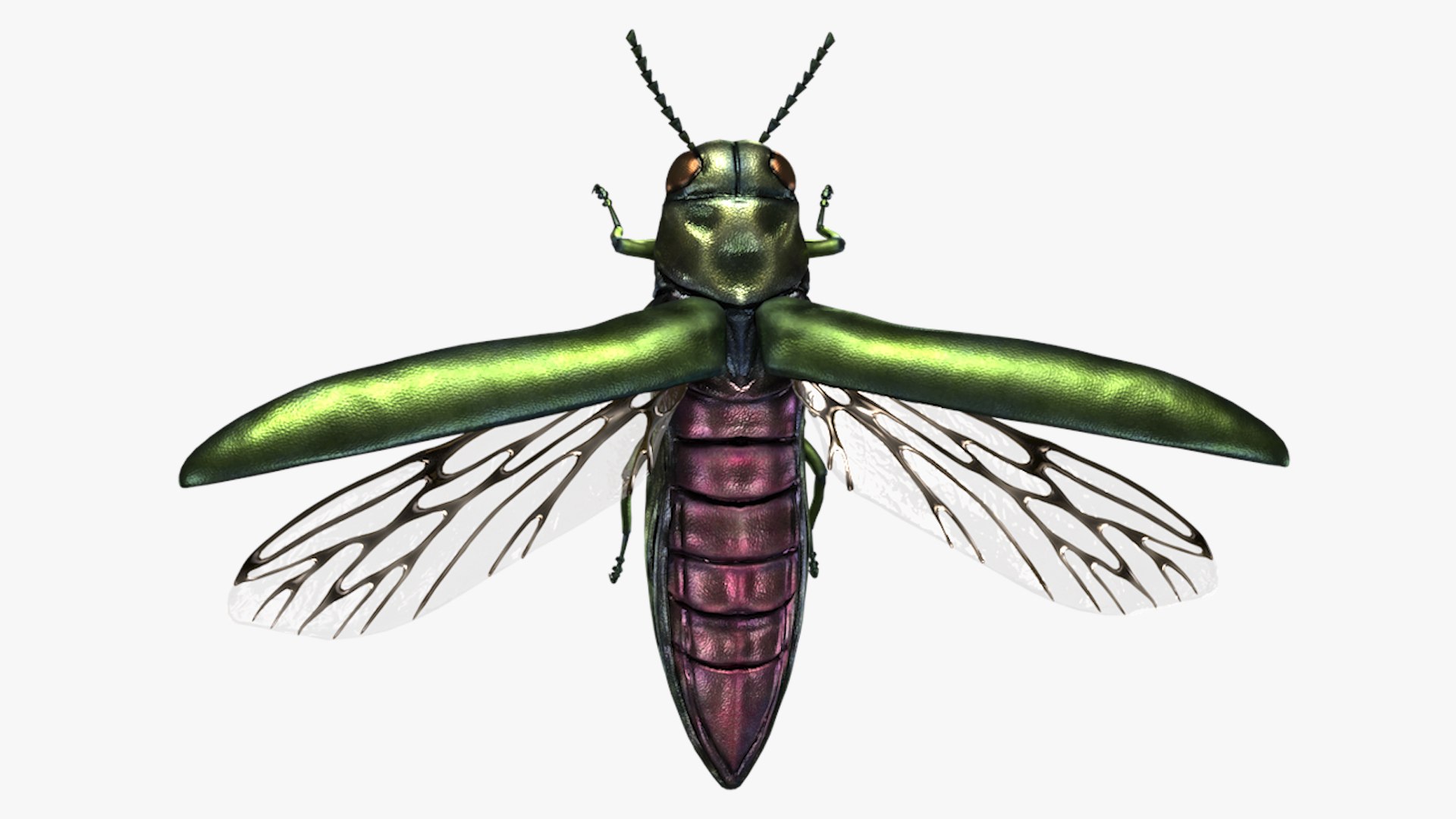 Emerald Ash Borer 3D model https://p.turbosquid.com/ts-thumb/mx/74KVJp/7m/turbosquid_hd01/jpg/1654445711/1920x1080/fit_q87/d9f4c460dddd0b2d8507b188211614b81e11000b/turbosquid_hd01.jpg