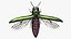 Emerald Ash Borer