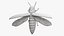 Emerald Ash Borer