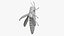 Emerald Ash Borer