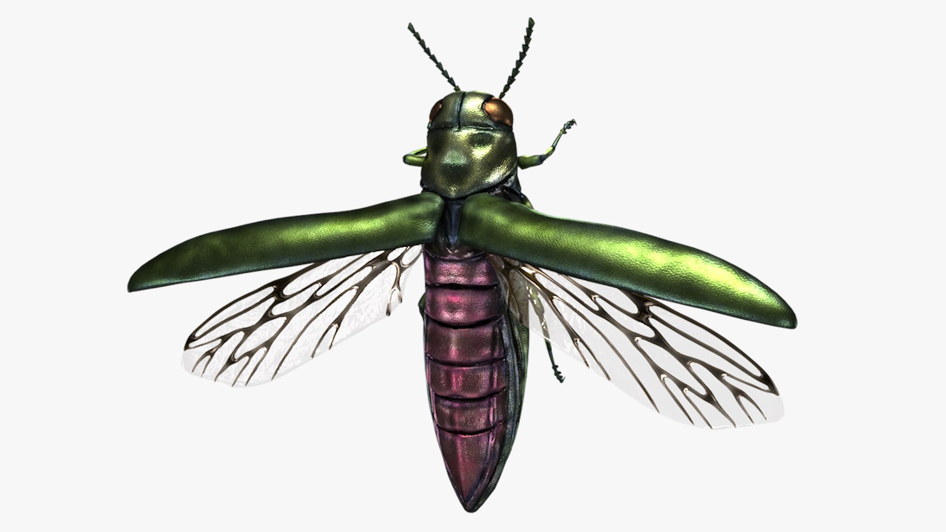 Emerald Ash Borer 3D model https://p.turbosquid.com/ts-thumb/mx/74KVJp/9C/turbosquid_hd34/jpg/1654445710/1920x1080/fit_q87/76da18564d35e9107e73bac618089426fa3f6a16/turbosquid_hd34.jpg
