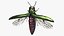 Emerald Ash Borer