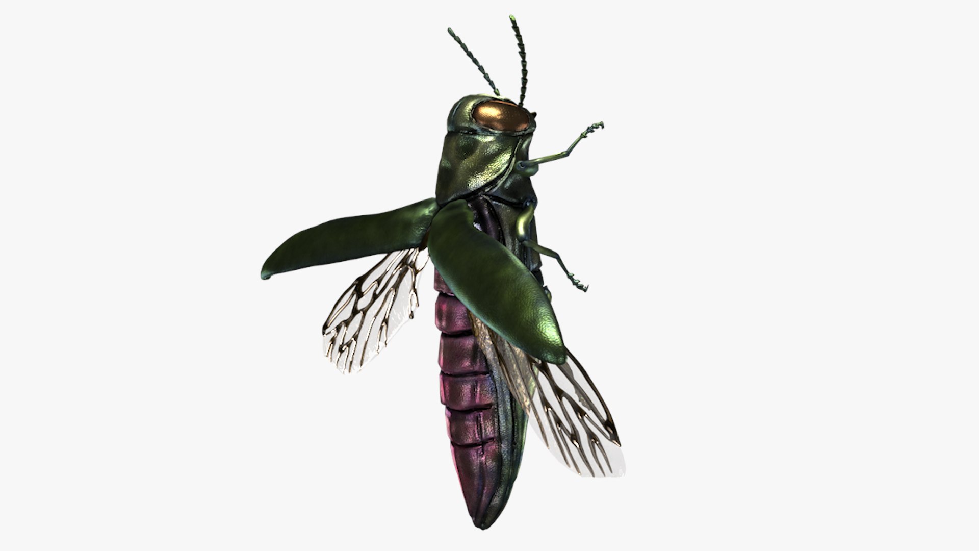 Emerald Ash Borer 3D model https://p.turbosquid.com/ts-thumb/mx/74KVJp/AR/turbosquid_hd30/jpg/1654445709/1920x1080/fit_q87/c9a38671b62c57474906a527794b4fe26b9f54f6/turbosquid_hd30.jpg