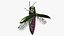 Emerald Ash Borer