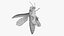 Emerald Ash Borer
