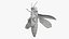 Emerald Ash Borer