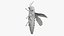 Emerald Ash Borer
