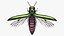 Emerald Ash Borer