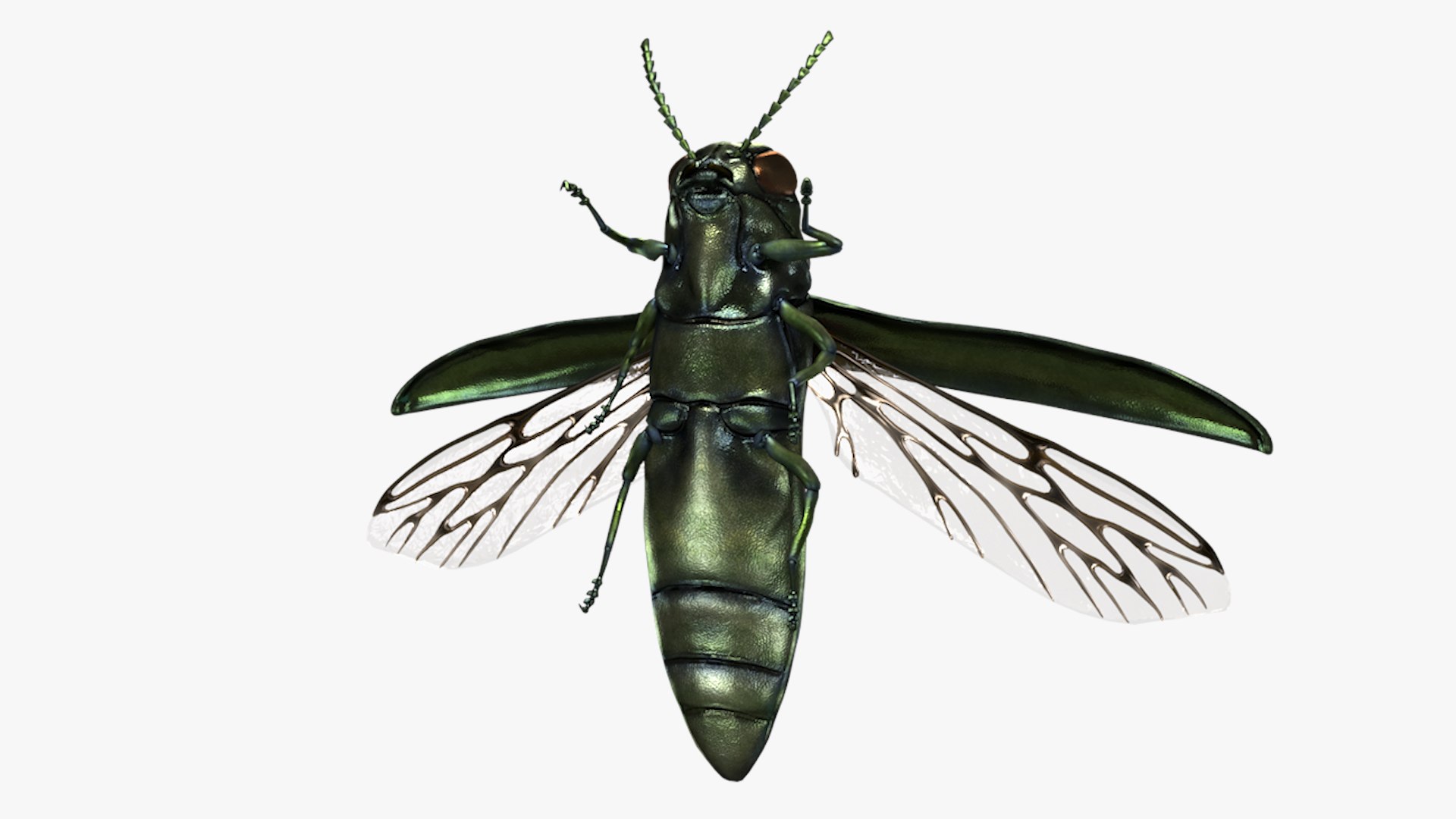 Emerald Ash Borer 3D model https://p.turbosquid.com/ts-thumb/mx/74KVJp/MM/turbosquid_hd16/jpg/1654445705/1920x1080/fit_q87/af28f704b90ec3e28afa55e3a963819e5b3ebb57/turbosquid_hd16.jpg