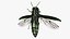 Emerald Ash Borer