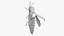 Emerald Ash Borer