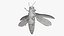 Emerald Ash Borer