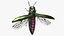Emerald Ash Borer