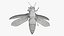 Emerald Ash Borer