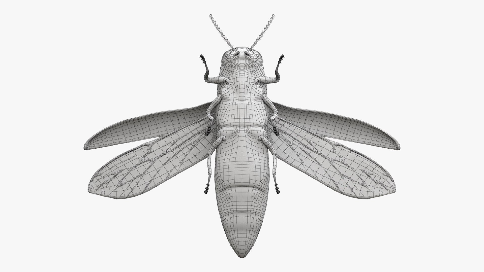 Emerald Ash Borer 3D model https://p.turbosquid.com/ts-thumb/mx/74KVJp/RQ/turbosquid_wire_hd10/jpg/1654446207/1920x1080/fit_q87/fedfac502e347b2585e4fdb4f41b2363ed948e46/turbosquid_wire_hd10.jpg