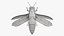 Emerald Ash Borer