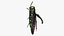Emerald Ash Borer